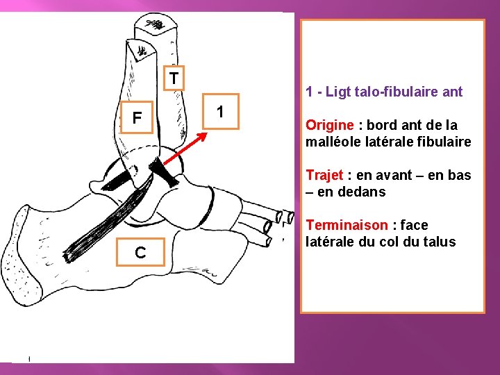 T F F T 1 - Ligt talo-fibulaire ant 1 Origine : bord ant