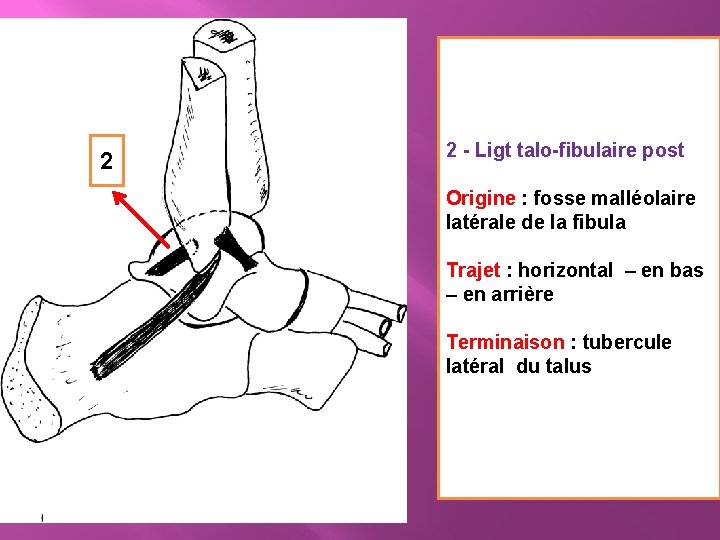 2 2 - Ligt talo-fibulaire post Origine : fosse malléolaire latérale de la fibula