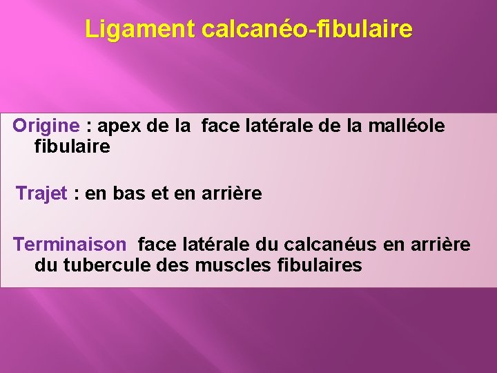 Ligament calcanéo-fibulaire Origine : apex de la face latérale de la malléole fibulaire Trajet