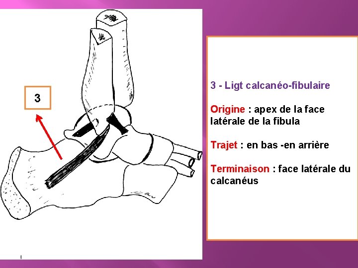3 - Ligt calcanéo-fibulaire 3 Origine : apex de la face latérale de la