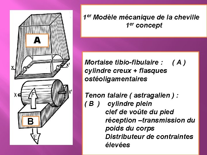 1 er Modèle mécanique de la cheville 1 er concept A Mortaise tibio-fibulaire :