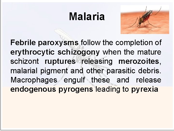 Malaria Febrile paroxysms follow the completion of erythrocytic schizogony when the mature schizont ruptures