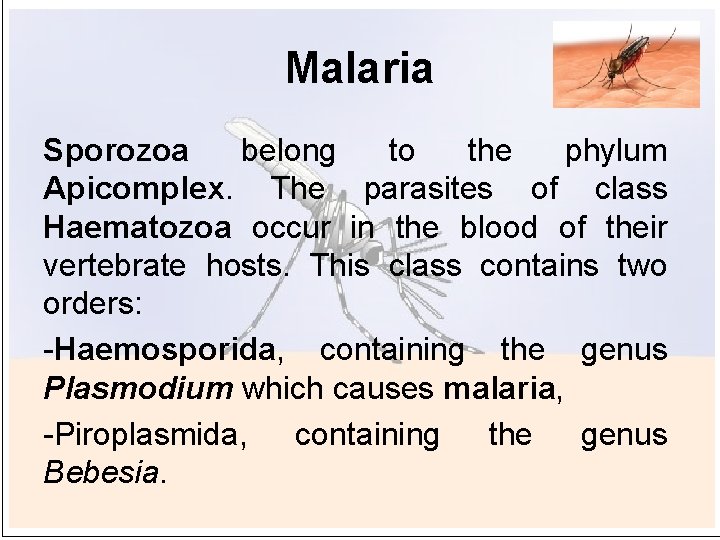 Malaria Sporozoa belong to the phylum Apicomplex. The parasites of class Haematozoa occur in