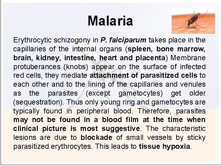 Malaria Erythrocytic schizogony in P. falciparum takes place in the capillaries of the internal