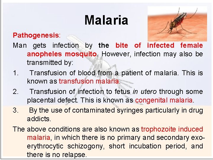 Malaria Pathogenesis: Man gets infection by the bite of infected female anopheles mosquito. However,