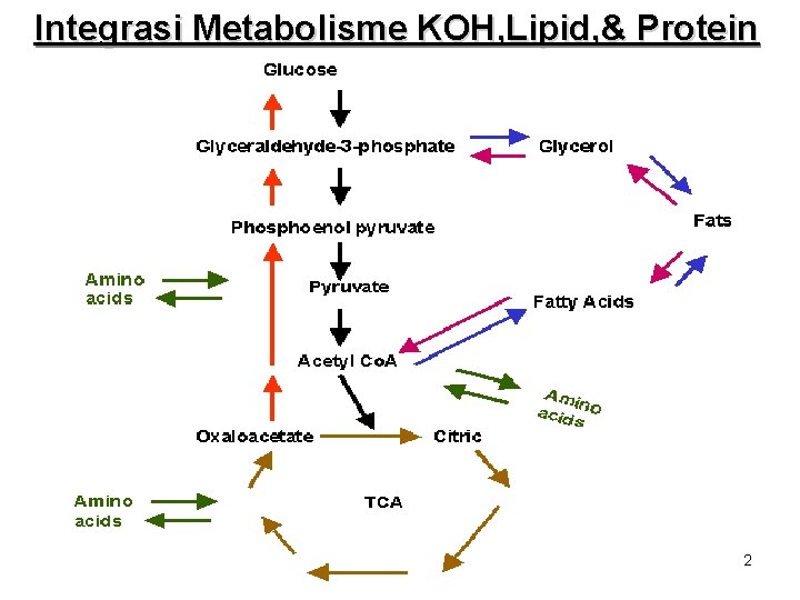 Integrasi Metabolisme KOH, Lipid, & Protein 2 Integrasi Metabolisme KOH, Lipid, & Protein 2