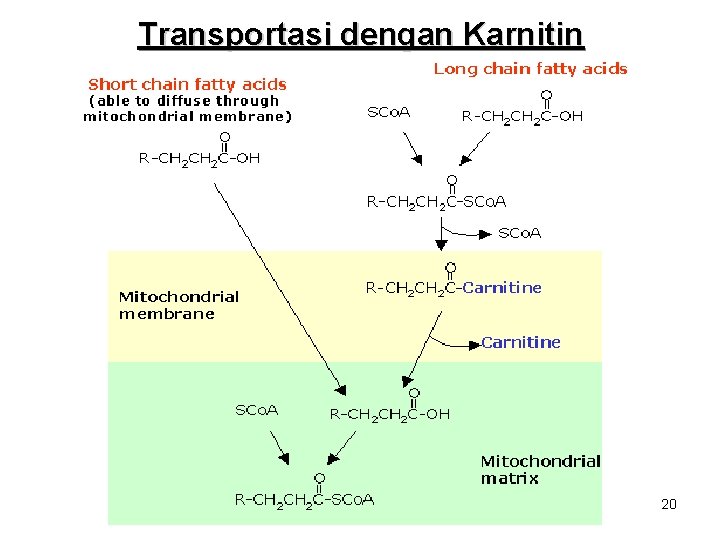 Transportasi dengan Karnitin 20 Transportasi dengan Karnitin 20