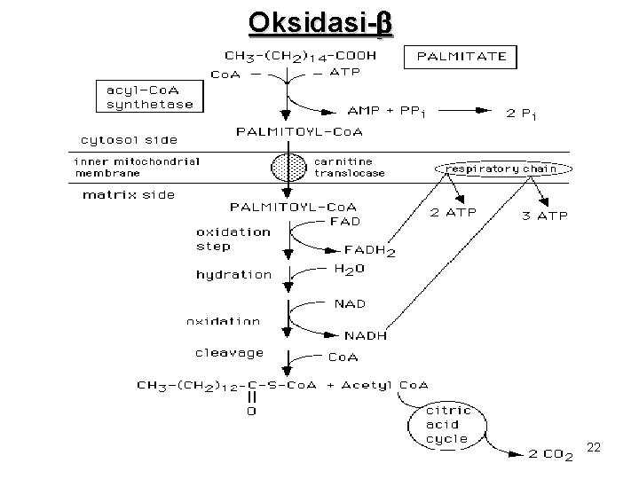 Oksidasi-b 22 Oksidasi-b 22