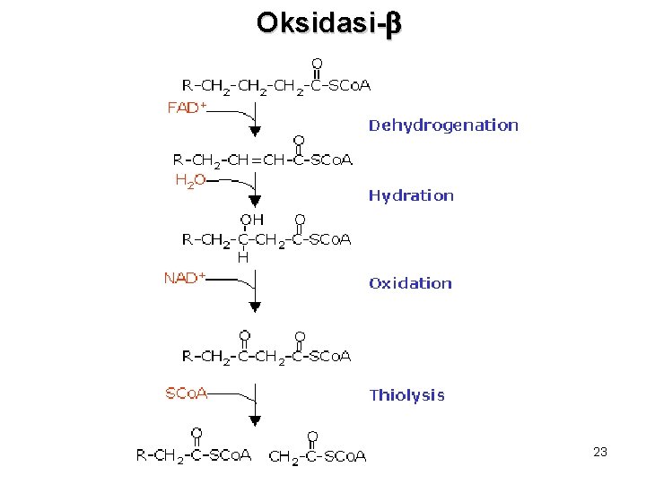 Oksidasi-b 23 Oksidasi-b 23