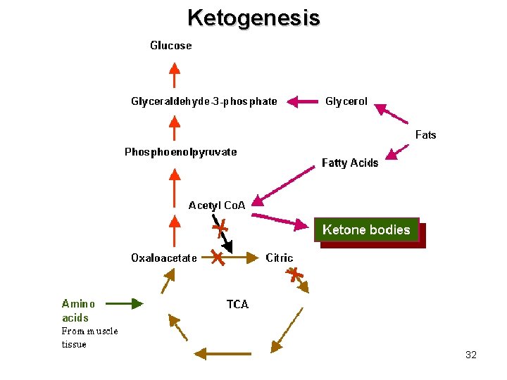 Ketogenesis 32 Ketogenesis 32