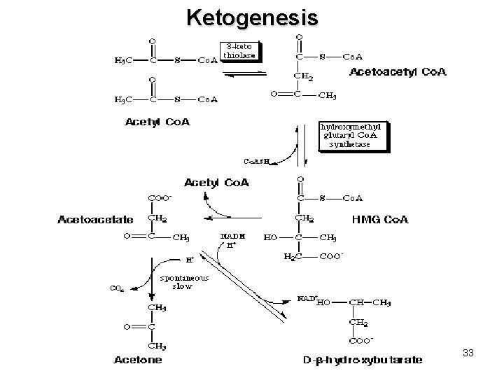 Ketogenesis 33 Ketogenesis 33