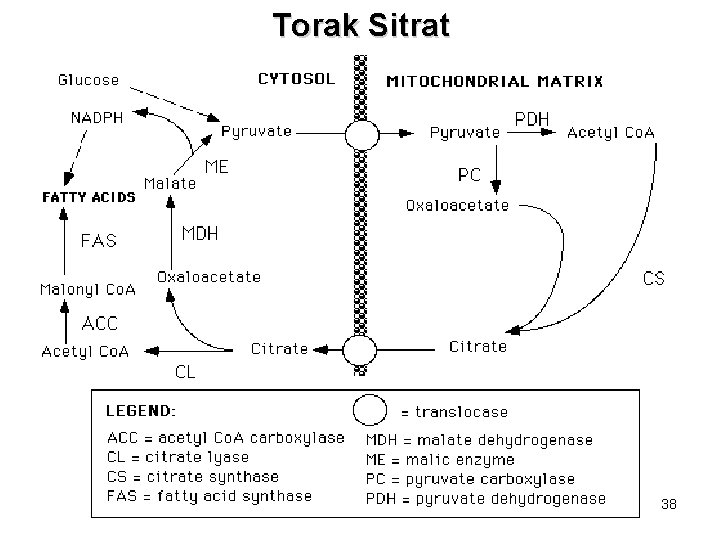Torak Sitrat 38 Torak Sitrat 38