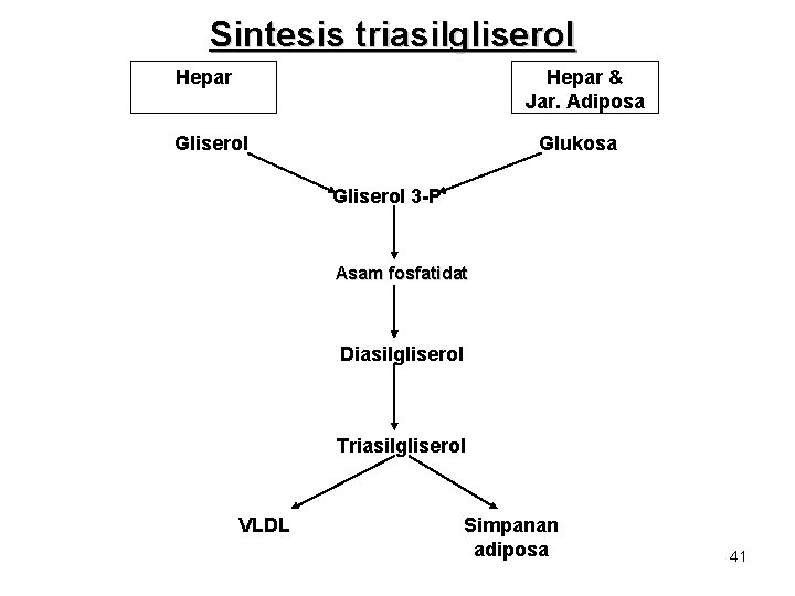 Sintesis triasilgliserol Hepar & Jar. Adiposa Gliserol Glukosa Gliserol 3 -P Asam fosfatidat Diasilgliserol Sintesis triasilgliserol Hepar & Jar. Adiposa Gliserol Glukosa Gliserol 3 -P Asam fosfatidat Diasilgliserol
