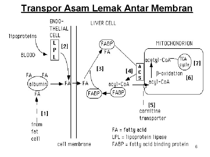 Transpor Asam Lemak Antar Membran 6 Transpor Asam Lemak Antar Membran 6
