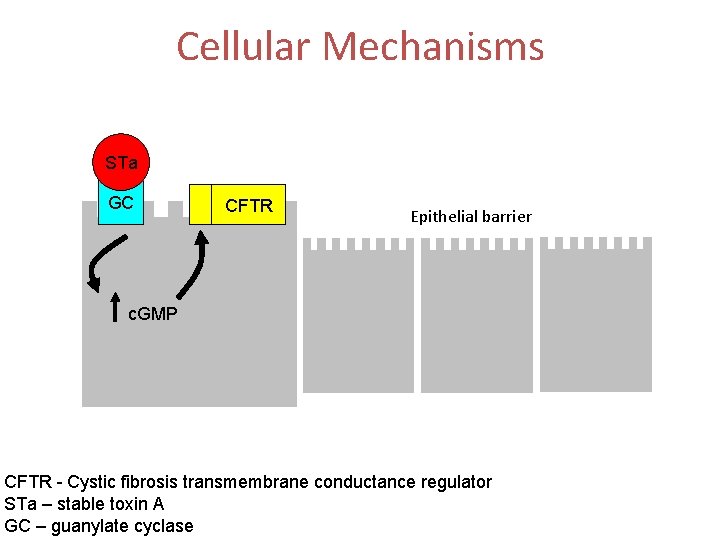 Cellular Mechanisms STa GC CFTR Epithelial barrier c. GMP CFTR - Cystic fibrosis transmembrane