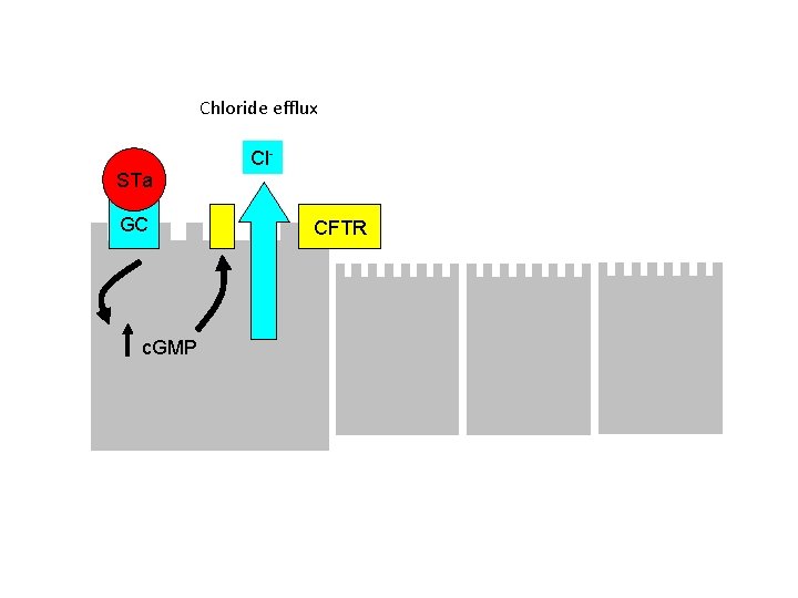 Chloride efflux STa GC c. GMP Cl. CFTR 