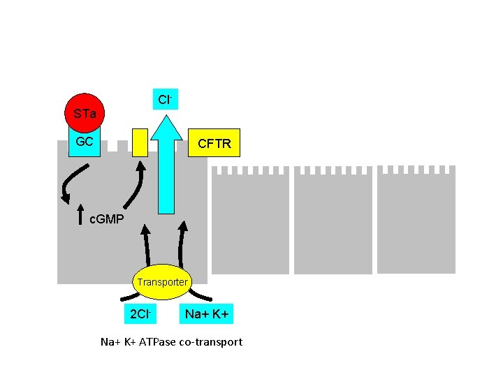 Cl- STa GC CFTR c. GMP Transporter 2 Cl- Na+ K+ ATPase co‐transport 