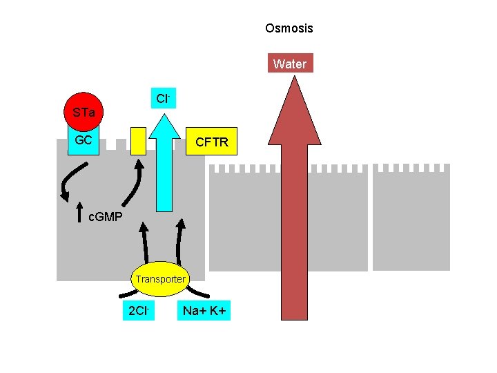 Osmosis Water Cl- STa GC CFTR c. GMP Transporter 2 Cl- Na+ K+ 
