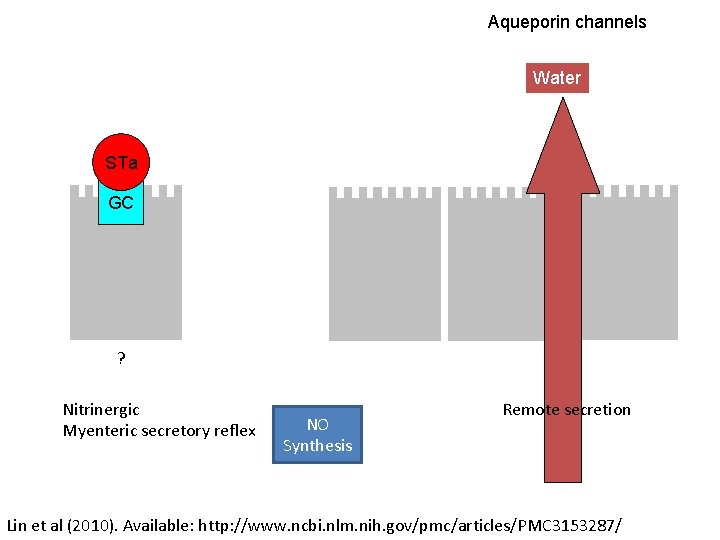 Aqueporin channels Water STa GC ? Nitrinergic Myenteric secretory reflex NO Synthesis Remote secretion