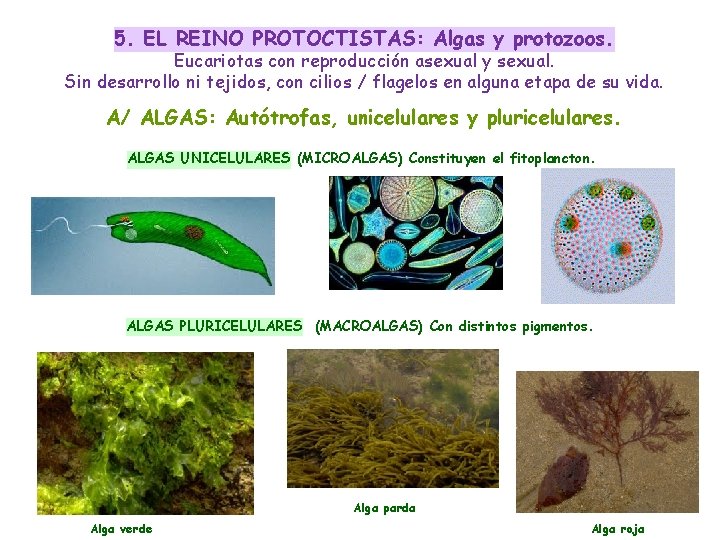 5. EL REINO PROTOCTISTAS: Algas y protozoos. Eucariotas con reproducción asexual y sexual. Sin