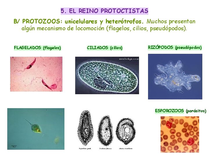5. EL REINO PROTOCTISTAS B/ PROTOZOOS: unicelulares y heterótrofos. Muchos presentan algún mecanismo de