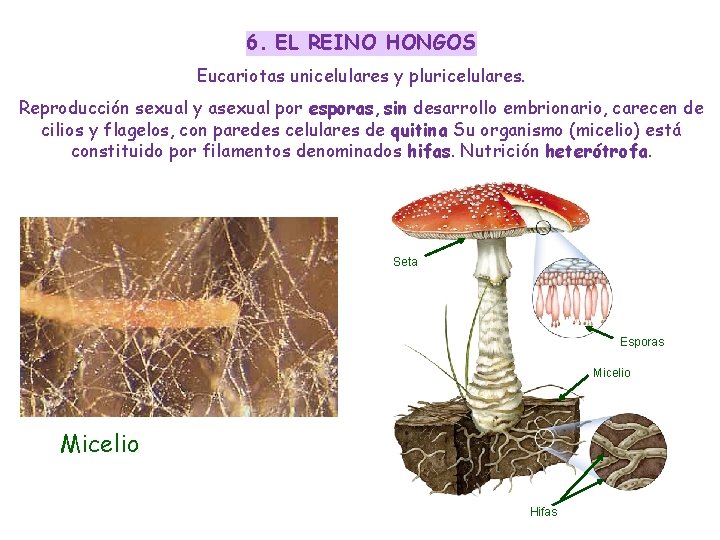 6. EL REINO HONGOS Eucariotas unicelulares y pluricelulares. Reproducción sexual y asexual por esporas,