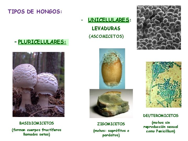 TIPOS DE HONGOS: - UNICELULARES: LEVADURAS - PLURICELULARES: (ASCOMICETOS) DEUTEROMICETOS BASIDIOMICETOS ZIGOMICETOS (forman cuerpos