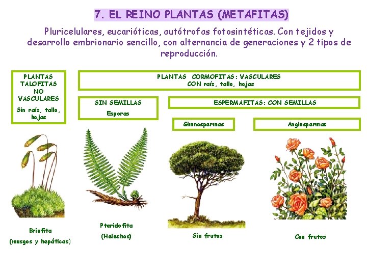 7. EL REINO PLANTAS (METAFITAS) Pluricelulares, eucarióticas, autótrofas fotosintéticas. Con tejidos y desarrollo embrionario