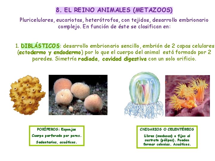 8. EL REINO ANIMALES (METAZOOS) Pluricelulares, eucariotas, heterótrofos, con tejidos, desarrollo embrionario complejo. En