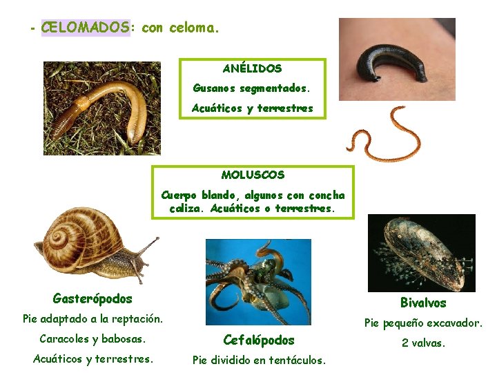 - CELOMADOS: con celoma. ANÉLIDOS Gusanos segmentados. Acuáticos y terrestres MOLUSCOS Cuerpo blando, algunos