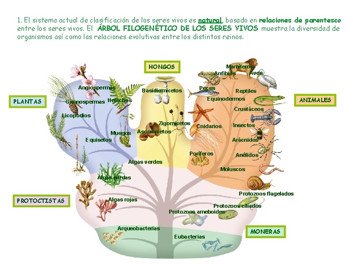 1. El sistema actual de clasificación de los seres vivos es natural, basado en