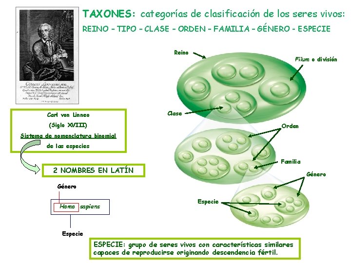 TAXONES: categorías de clasificación de los seres vivos: REINO – TIPO – CLASE –