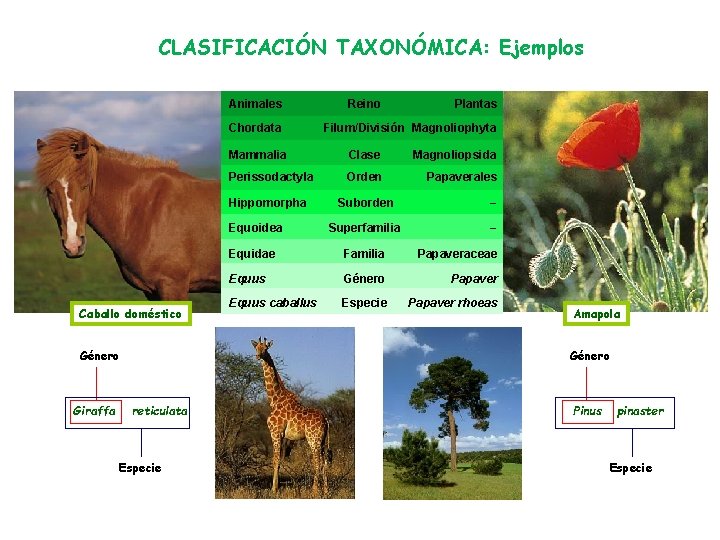 CLASIFICACIÓN TAXONÓMICA: Ejemplos Animales Chordata Género Giraffa Plantas Filum/División Magnoliophyta Mammalia Clase Magnoliopsida Perissodactyla