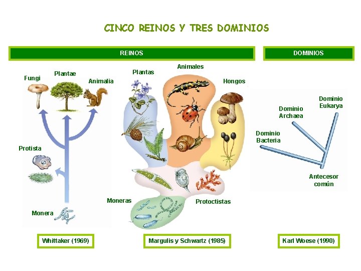 CINCO REINOS Y TRES DOMINIOS REINOS Plantas Plantae Fungi DOMINIOS Animalia Animales Hongos Dominio