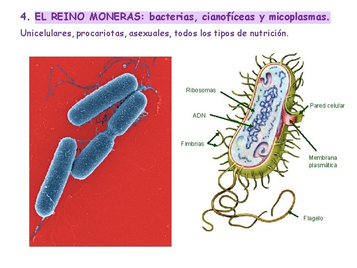 4. EL REINO MONERAS: bacterias, cianofíceas y micoplasmas. Unicelulares, procariotas, asexuales, todos los tipos