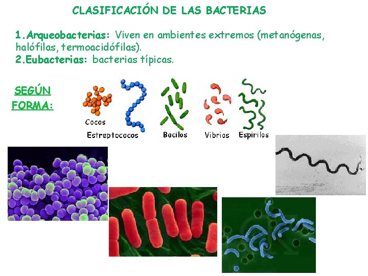 CLASIFICACIÓN DE LAS BACTERIAS 1. Arqueobacterias: Viven en ambientes extremos (metanógenas, halófilas, termoacidófilas). 2.