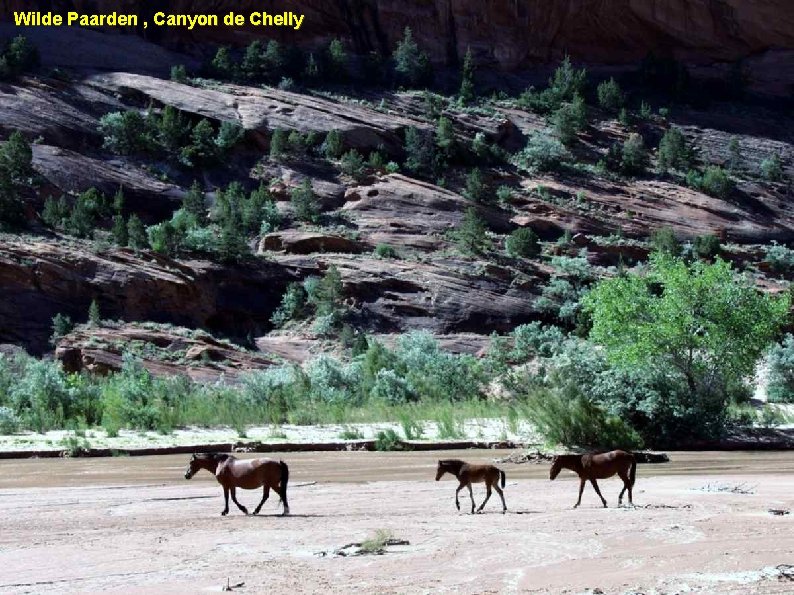 Wilde Paarden , Canyon de Chelly 