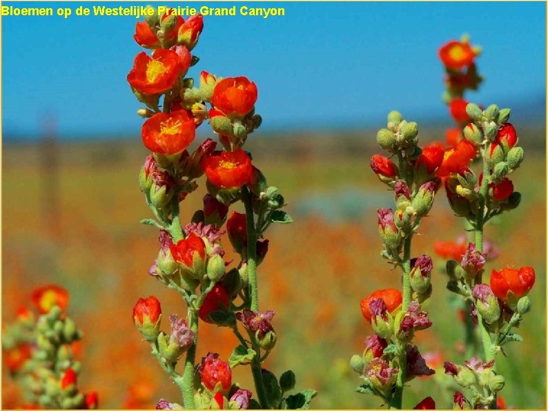 Bloemen op de Westelijke Prairie Grand Canyon 