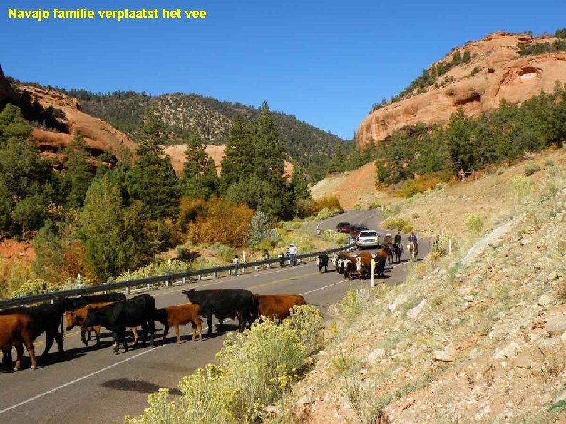 Navajo familie verplaatst het vee 