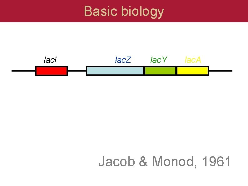 Basic biology lac. I lac. Z lac. Y lac. A Jacob & Monod, 1961