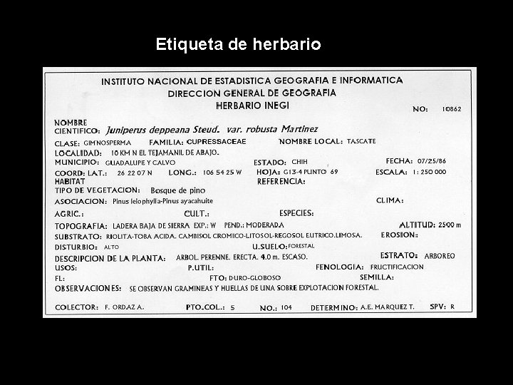 Etiqueta de herbario 6 