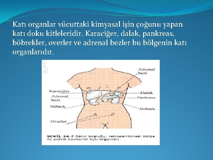 Katı organlar vücuttaki kimyasal işin çoğunu yapan katı doku kitleleridir. Karaciğer, dalak, pankreas, böbrekler,