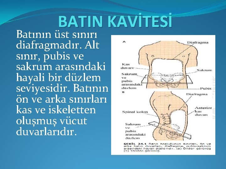 BATIN KAVİTESİ Batının üst sınırı diafragmadır. Alt sınır, pubis ve sakrum arasındaki hayali bir