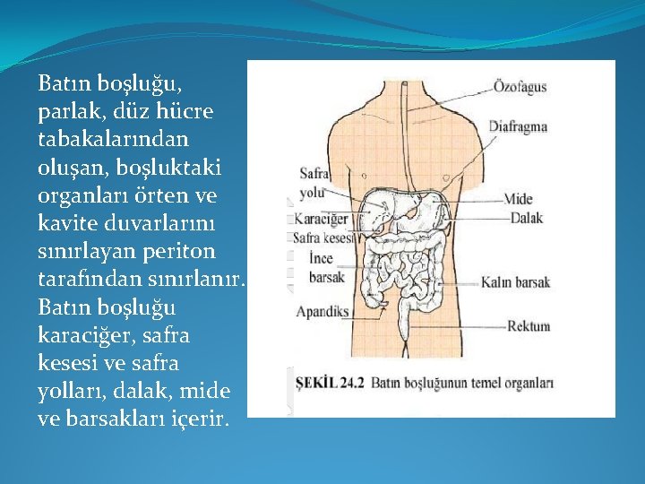 Batın boşluğu, parlak, düz hücre tabakalarından oluşan, boşluktaki organları örten ve kavite duvarlarını sınırlayan