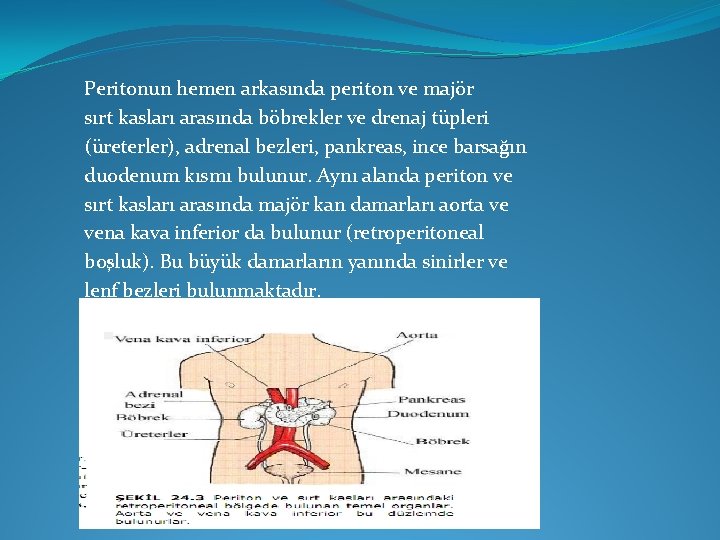 Peritonun hemen arkasında periton ve majör sırt kasları arasında böbrekler ve drenaj tüpleri (üreterler),