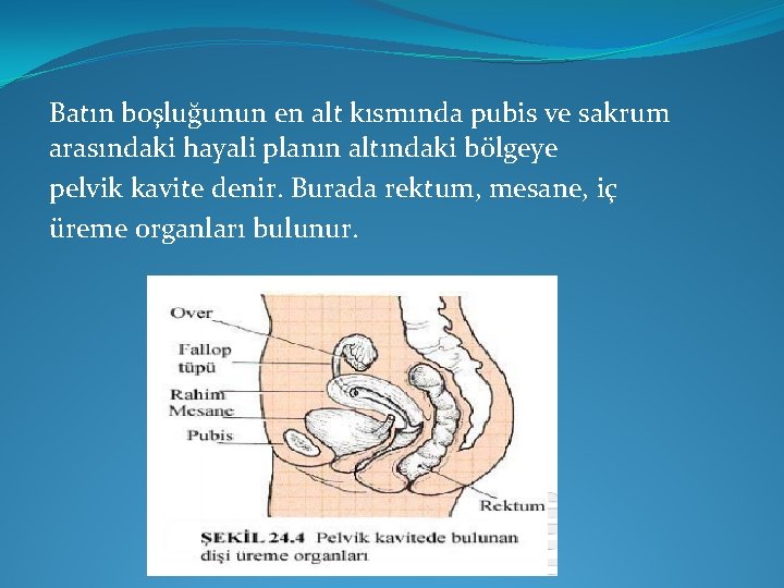 Batın boşluğunun en alt kısmında pubis ve sakrum arasındaki hayali planın altındaki bölgeye pelvik