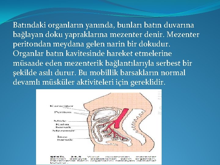 Batındaki organların yanında, bunları batın duvarına bağlayan doku yapraklarına mezenter denir. Mezenter peritondan meydana