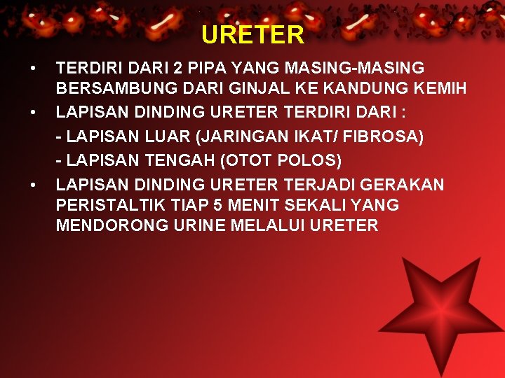 URETER • • • TERDIRI DARI 2 PIPA YANG MASING-MASING BERSAMBUNG DARI GINJAL KE