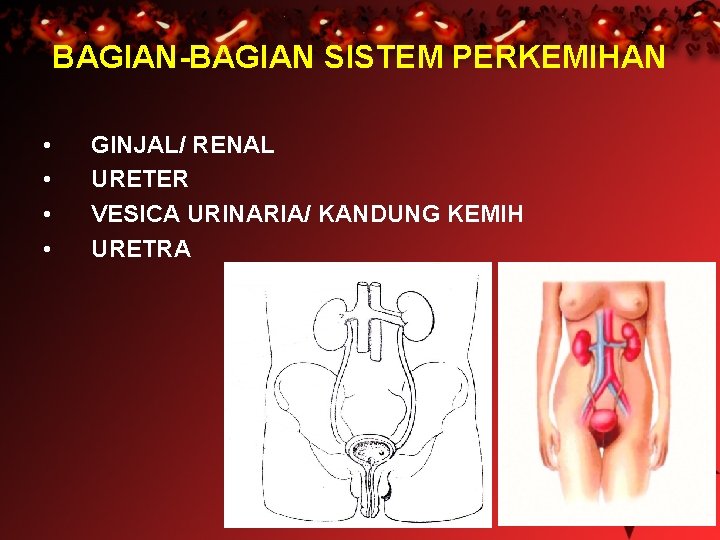 BAGIAN-BAGIAN SISTEM PERKEMIHAN • • GINJAL/ RENAL URETER VESICA URINARIA/ KANDUNG KEMIH URETRA 