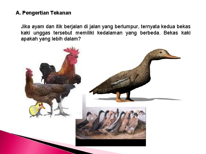 A. Pengertian Tekanan Jika ayam dan itik berjalan di jalan yang berlumpur, ternyata kedua